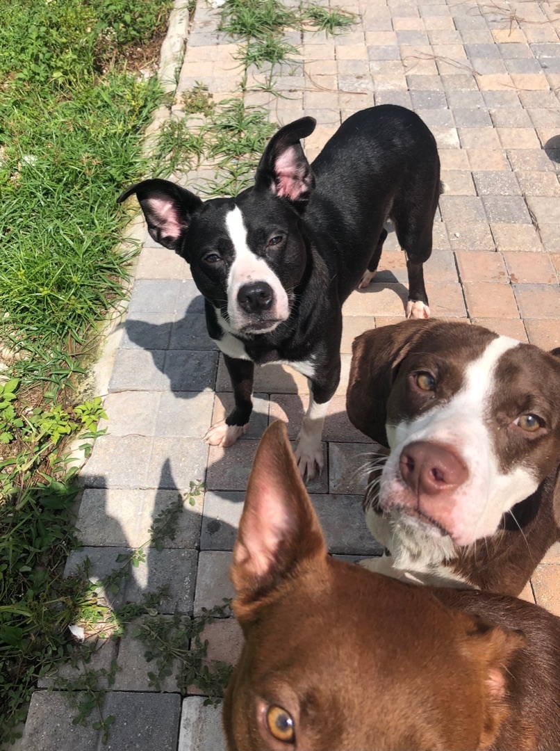 Gammora, a Adoptable mixed breed in Boca Raton, FL image 4/6