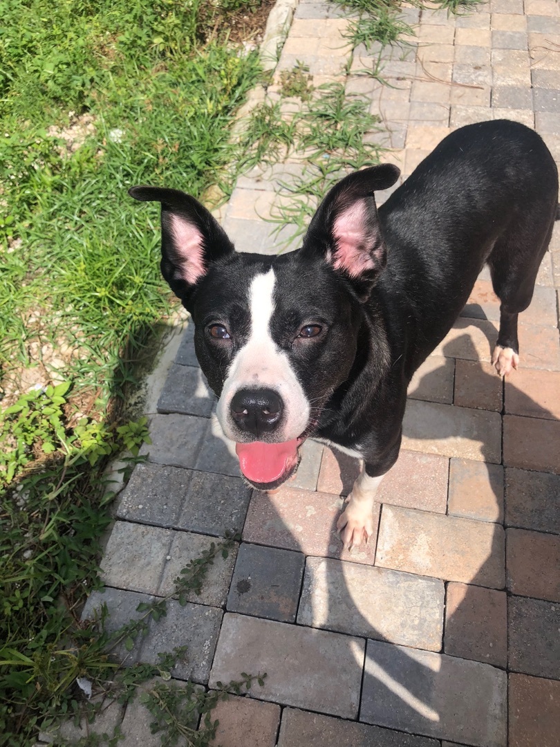 Gammora, a Adoptable mixed breed in Boca Raton, FL image 5/6