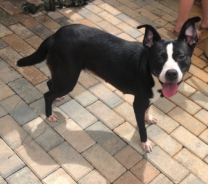 Gammora, a Adoptable mixed breed in Boca Raton, FL image 6/6