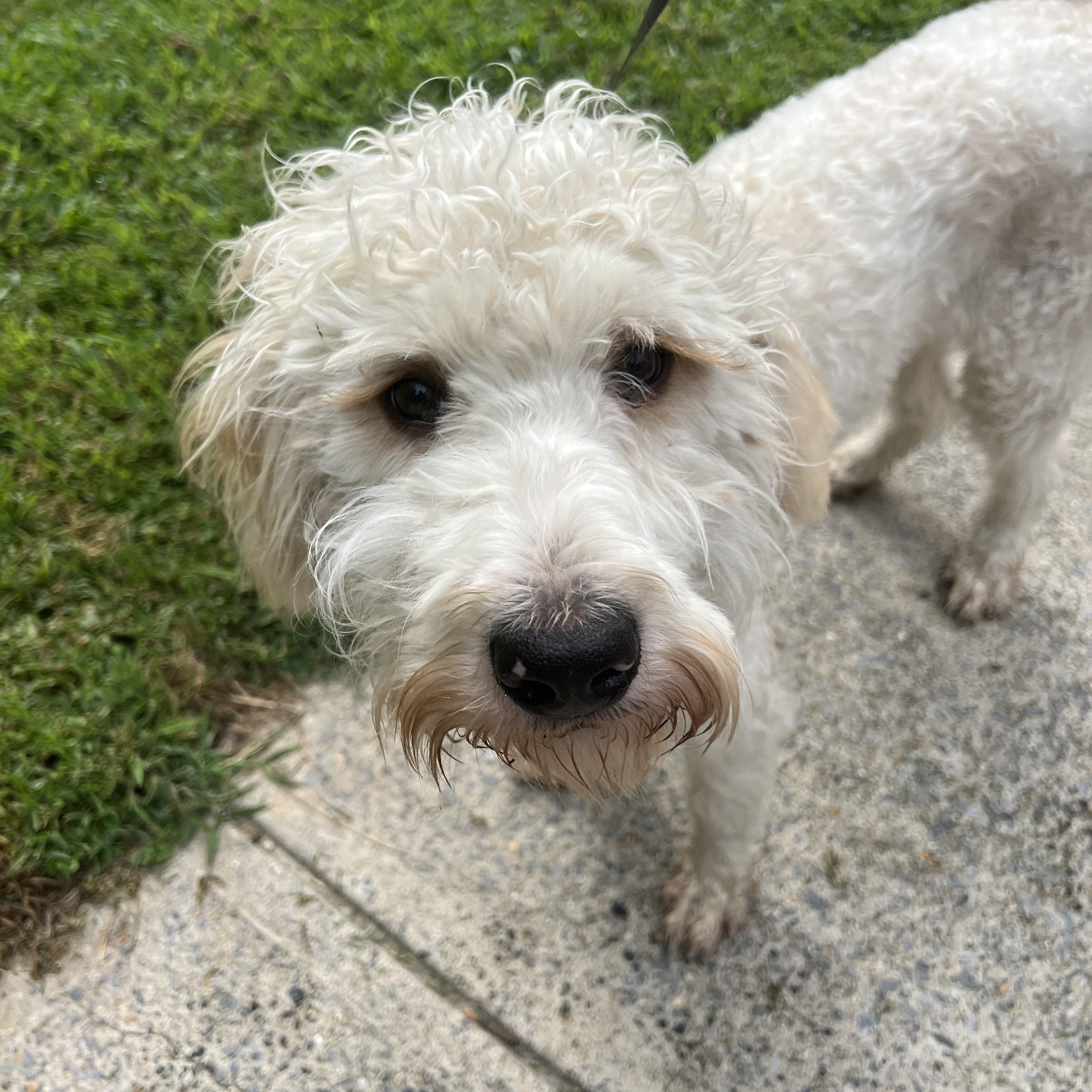 Enlarge Sylvie, a Adopted mixed breed in Georgetown, DE image 1/4