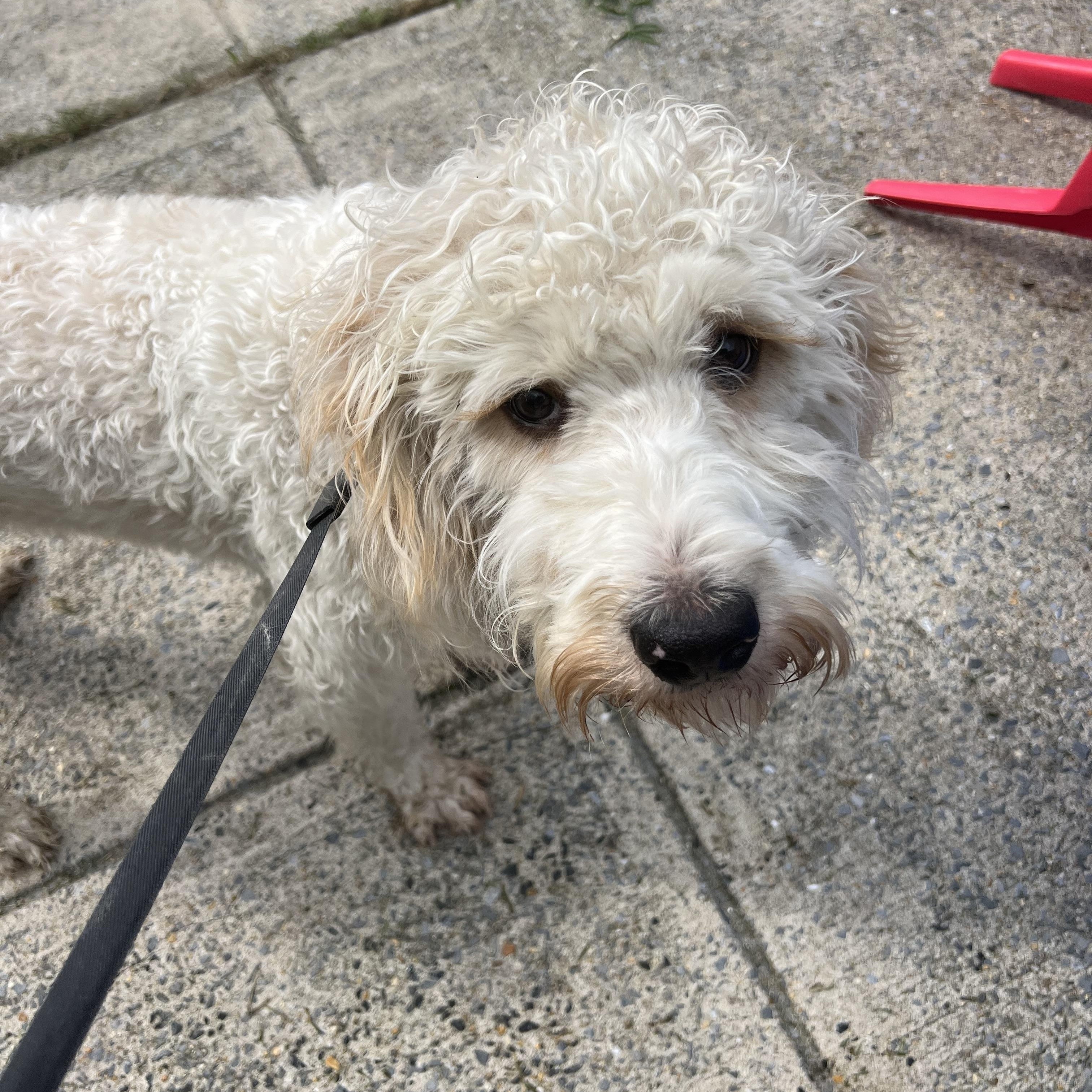 Enlarge Sylvie, a Adopted mixed breed in Georgetown, DE image 2/4