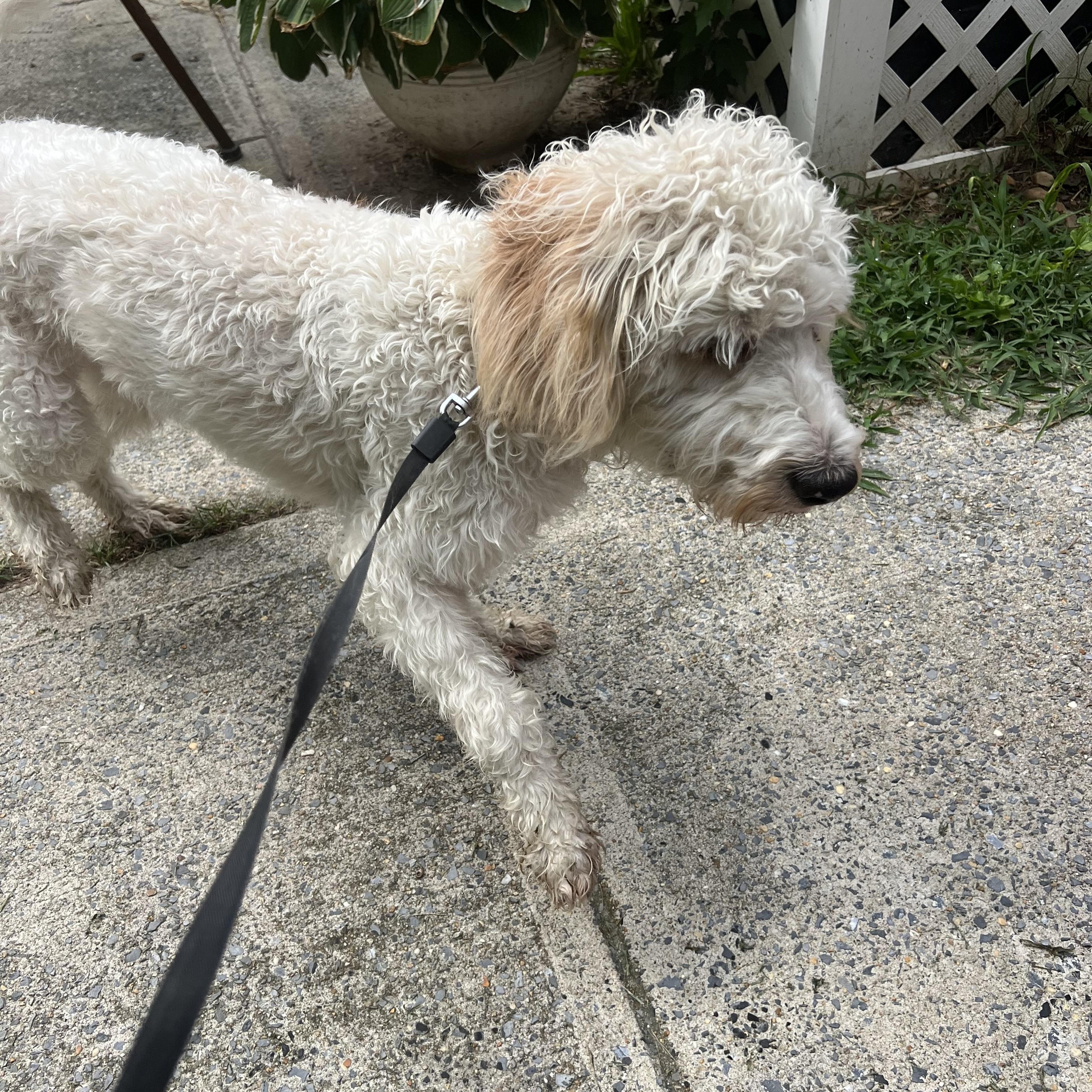 Enlarge Sylvie, a Adopted mixed breed in Georgetown, DE image 3/4