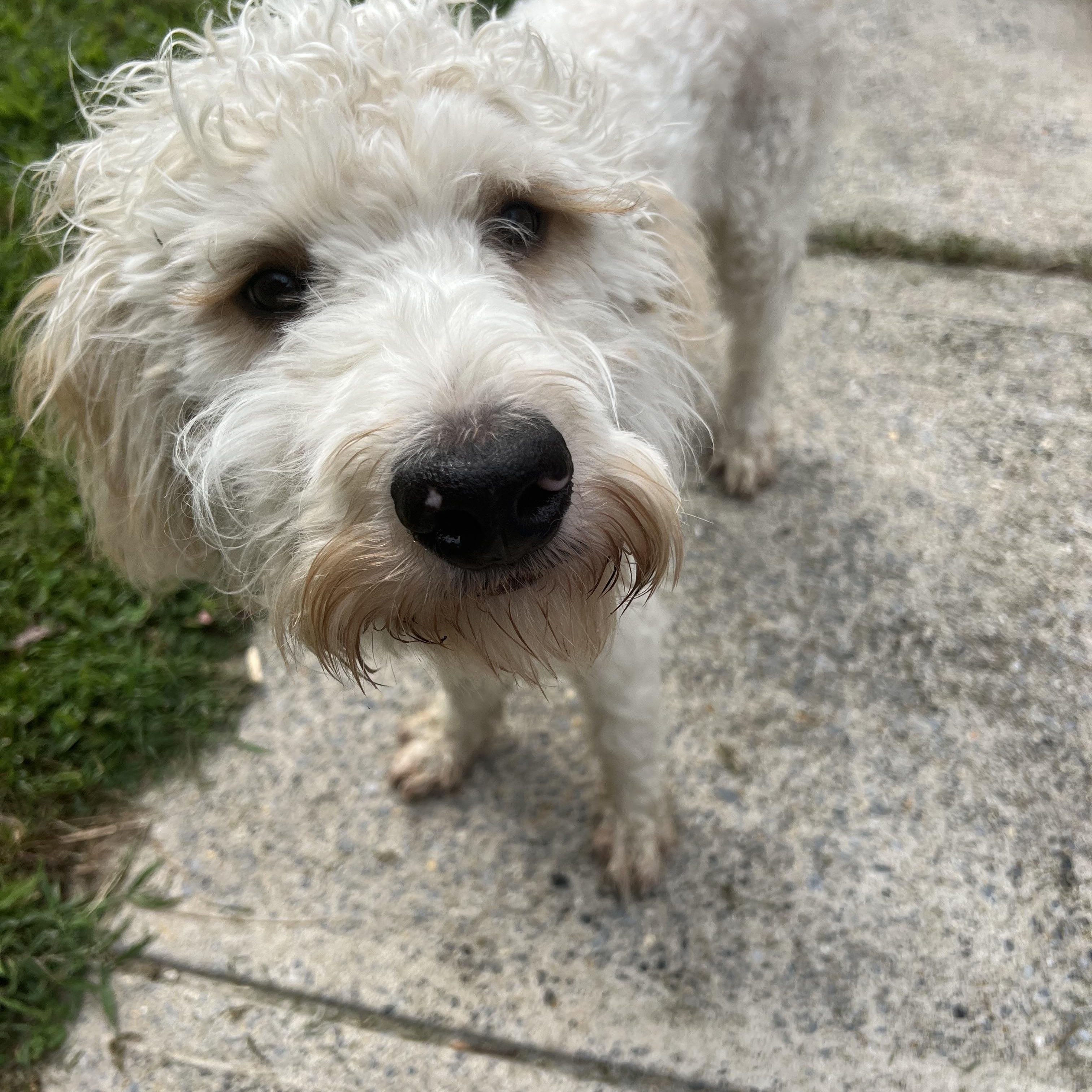 Enlarge Sylvie, a Adopted mixed breed in Georgetown, DE image 4/4