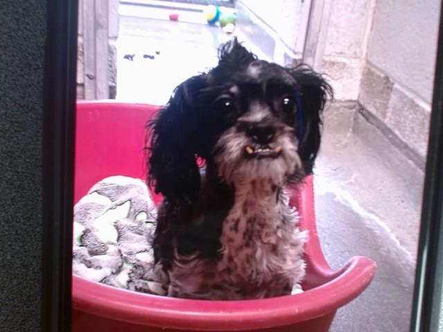 CHERRY, Adoptable, Adult Female Poodle & Mixed Breed.