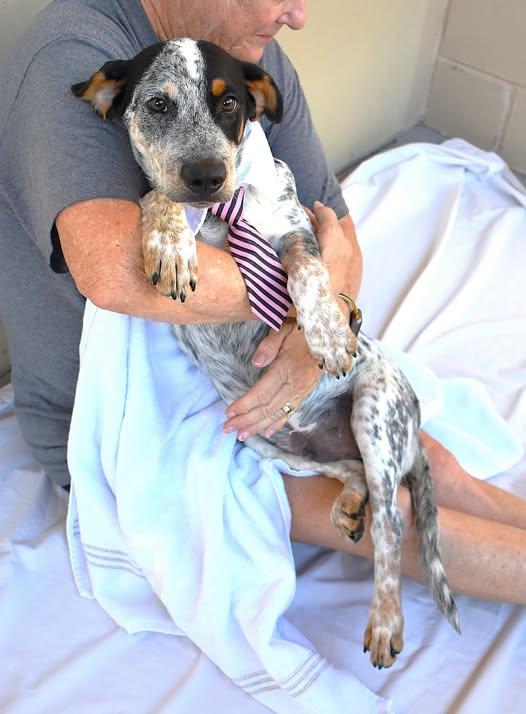 Blork, Adopted, Puppy Male Australian Cattle Dog / Blue Heeler.