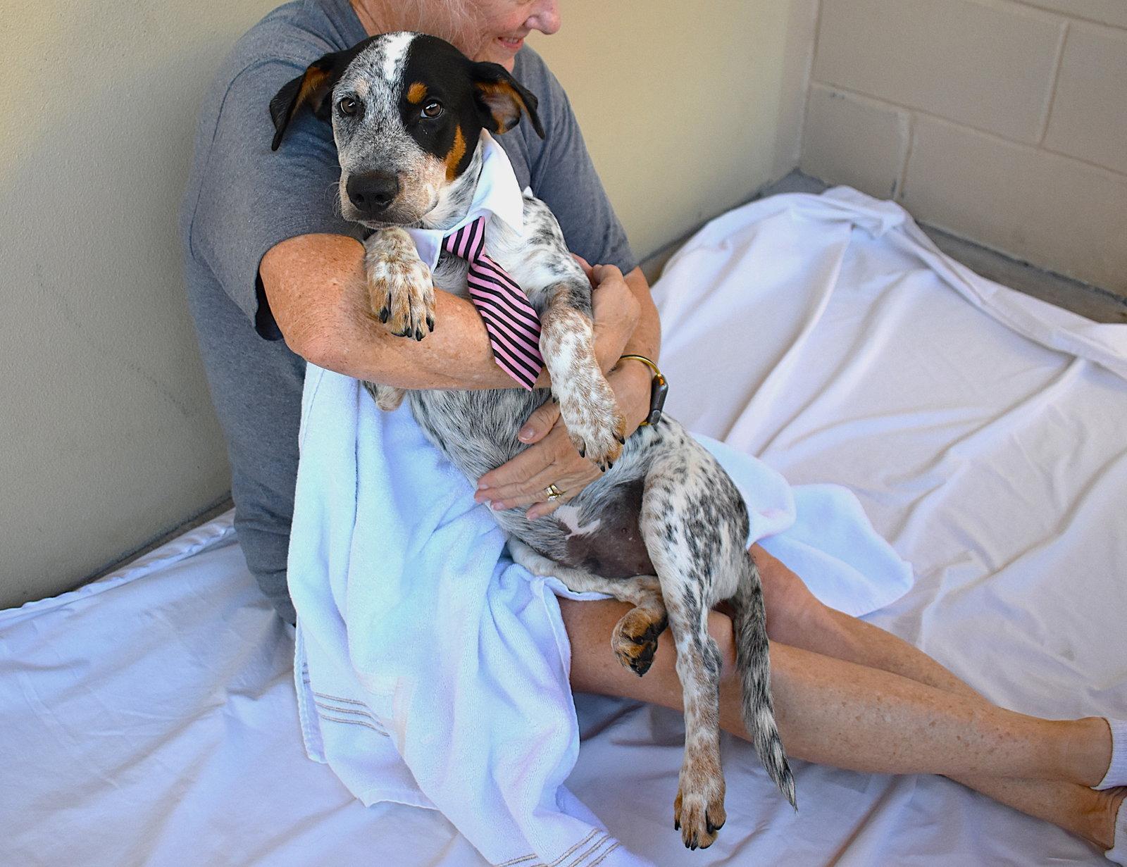 Enlarge Blork, a Adopted Australian Cattle Dog / Blue Heeler in McKinney, TX image 2/2