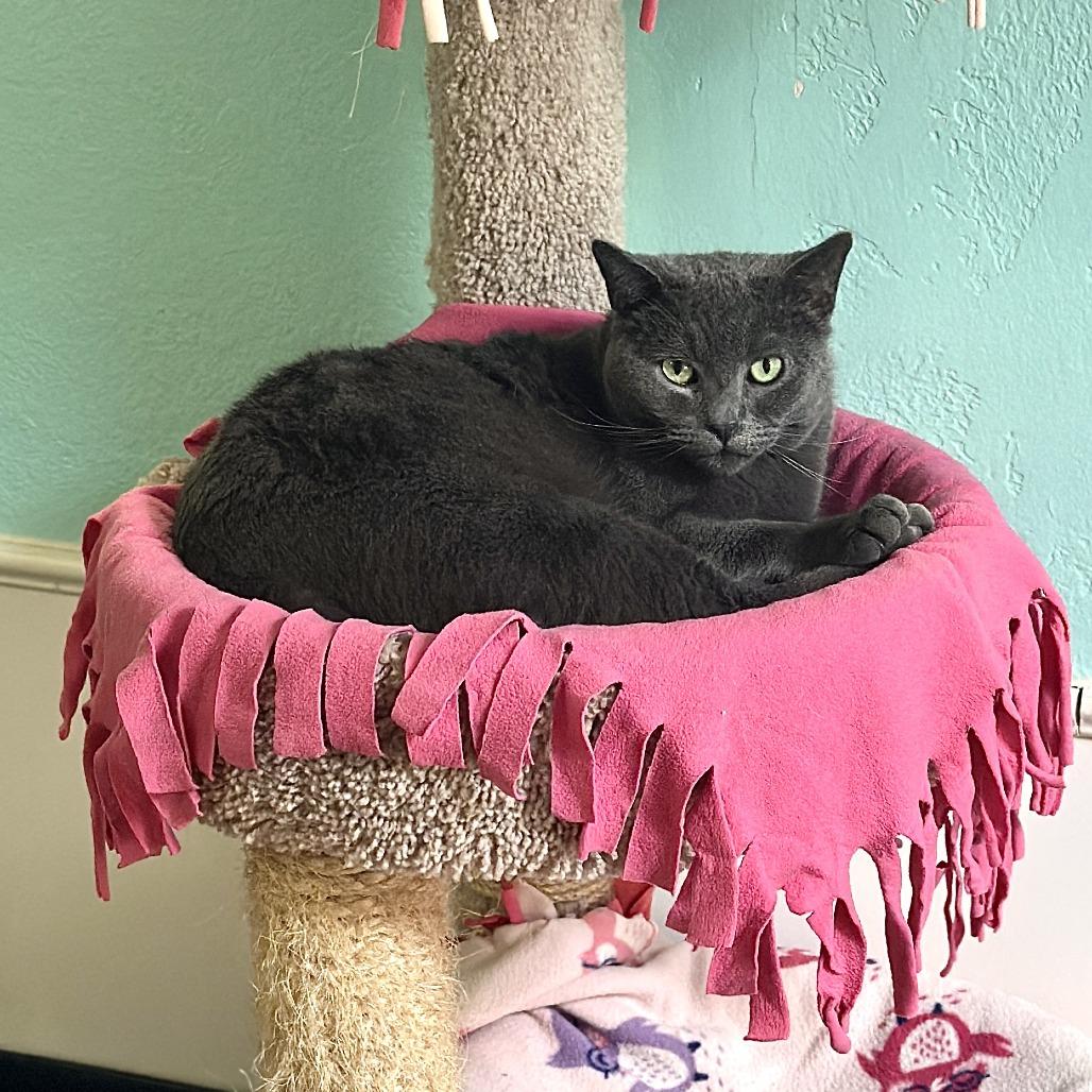 Enlarge Fritz, a Adoptable Domestic Short Hair in Tucson, AZ image 1/1