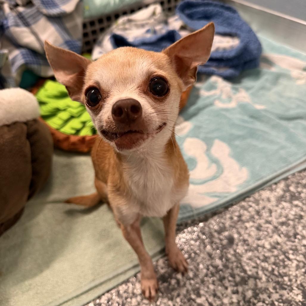 Gummy Bear, Adopted, Senior Male Chihuahua & Mixed Breed.