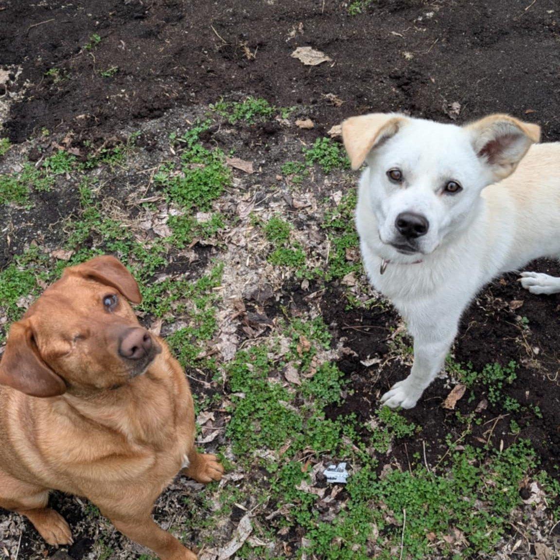 Enlarge Mosko, a Adoptable mixed breed in Montréal, QC image 2/4