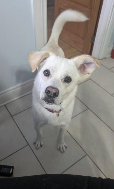 Enlarge Mosko, a Adoptable mixed breed in Montréal, QC image 2/5
