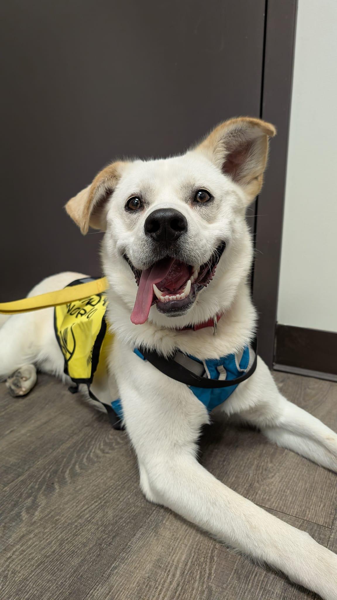 Enlarge Mosko, a Adoptable mixed breed in Montréal, QC image 1/4