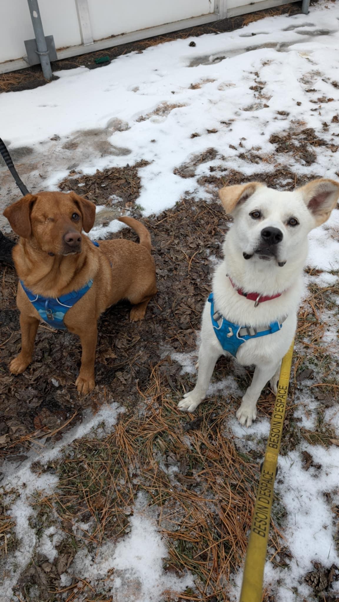 Enlarge Mosko, a Adoptable mixed breed in Montréal, QC image 3/4