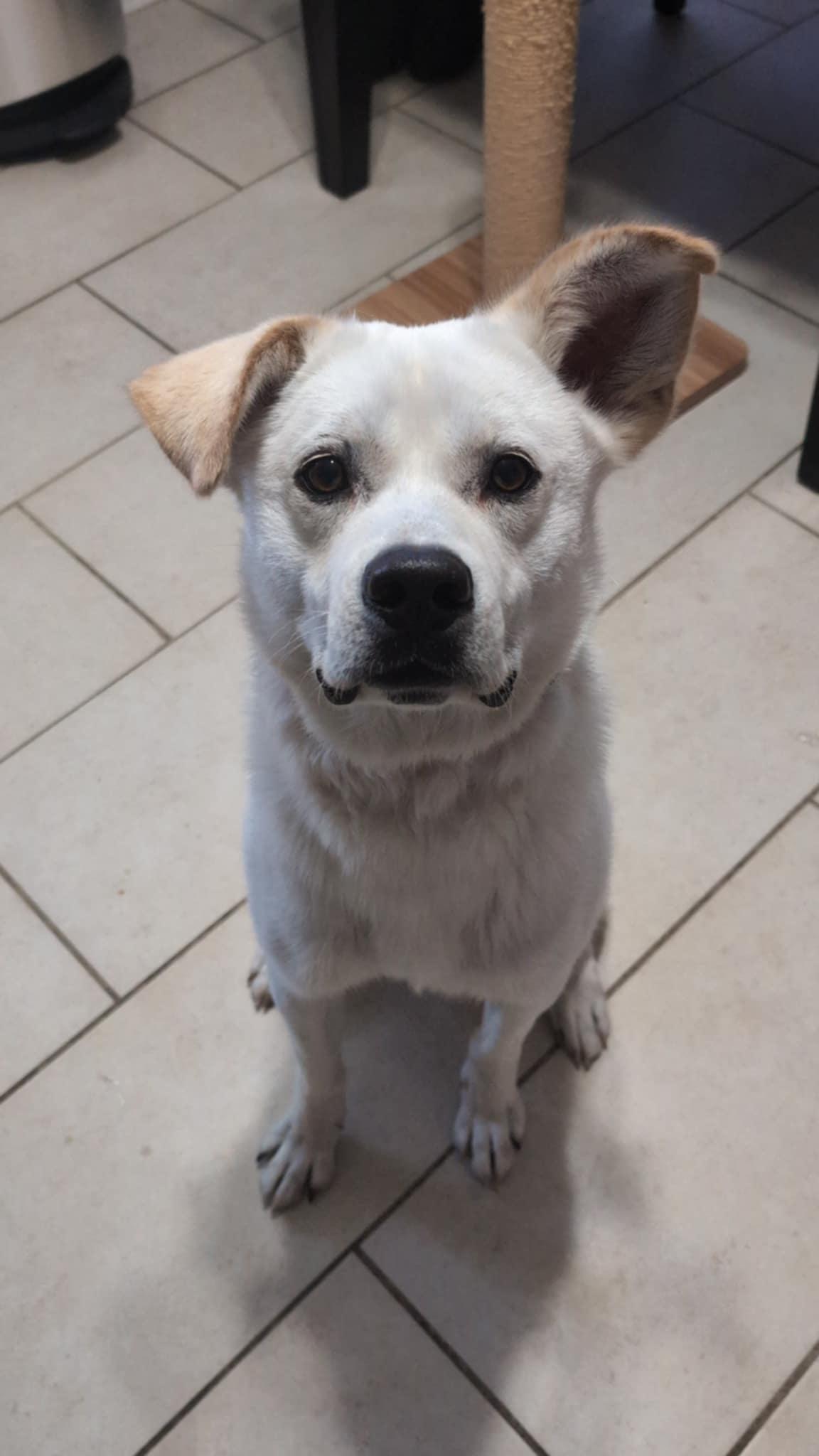 Enlarge Mosko, a Adoptable mixed breed in Montréal, QC image 4/4