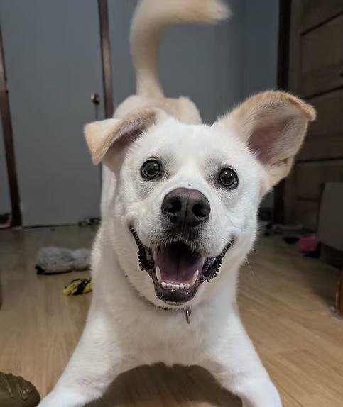Enlarge Mosko, a Adoptable mixed breed in Montréal, QC image 1/5