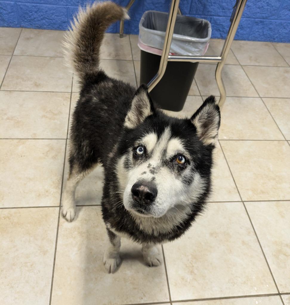 Kallion, Adoptable, Adult Male Husky.