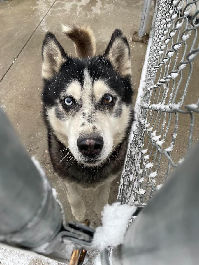 Kallion, a Adoptable Husky in Logan, UT image 2/2