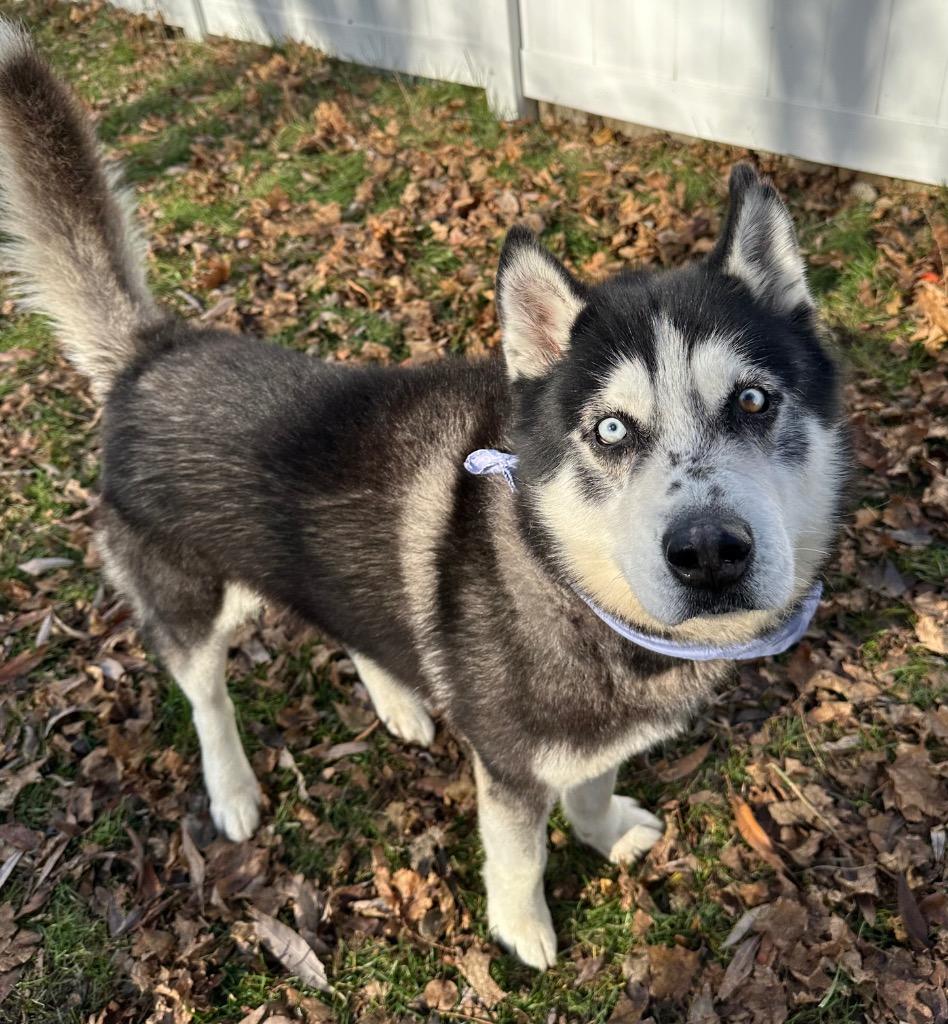 Kallion, a Adoptable Husky in Logan, UT image 2/3