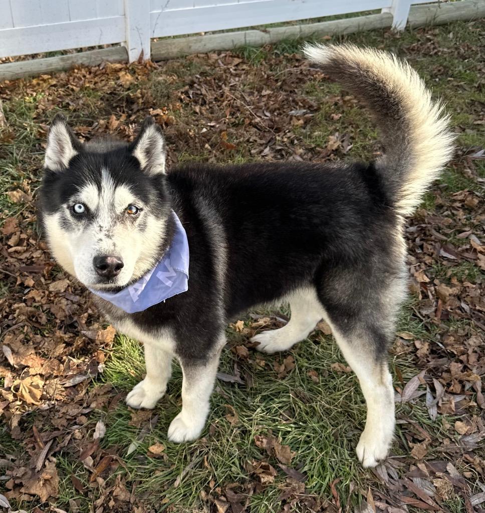 Kallion, a Adoptable Husky in Logan, UT image 3/3