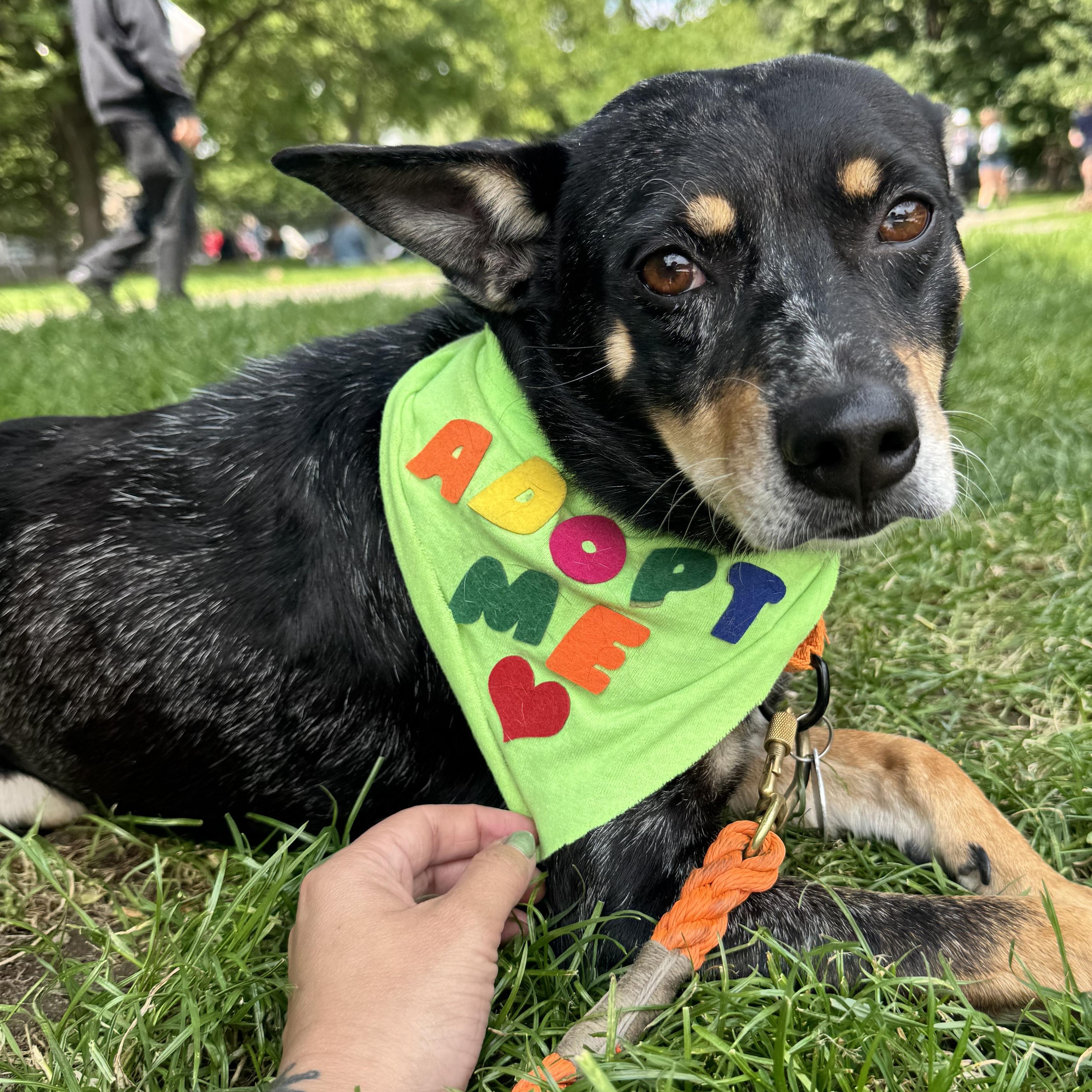 Walnut, Adult Female Australian Cattle Dog / Blue Heeler