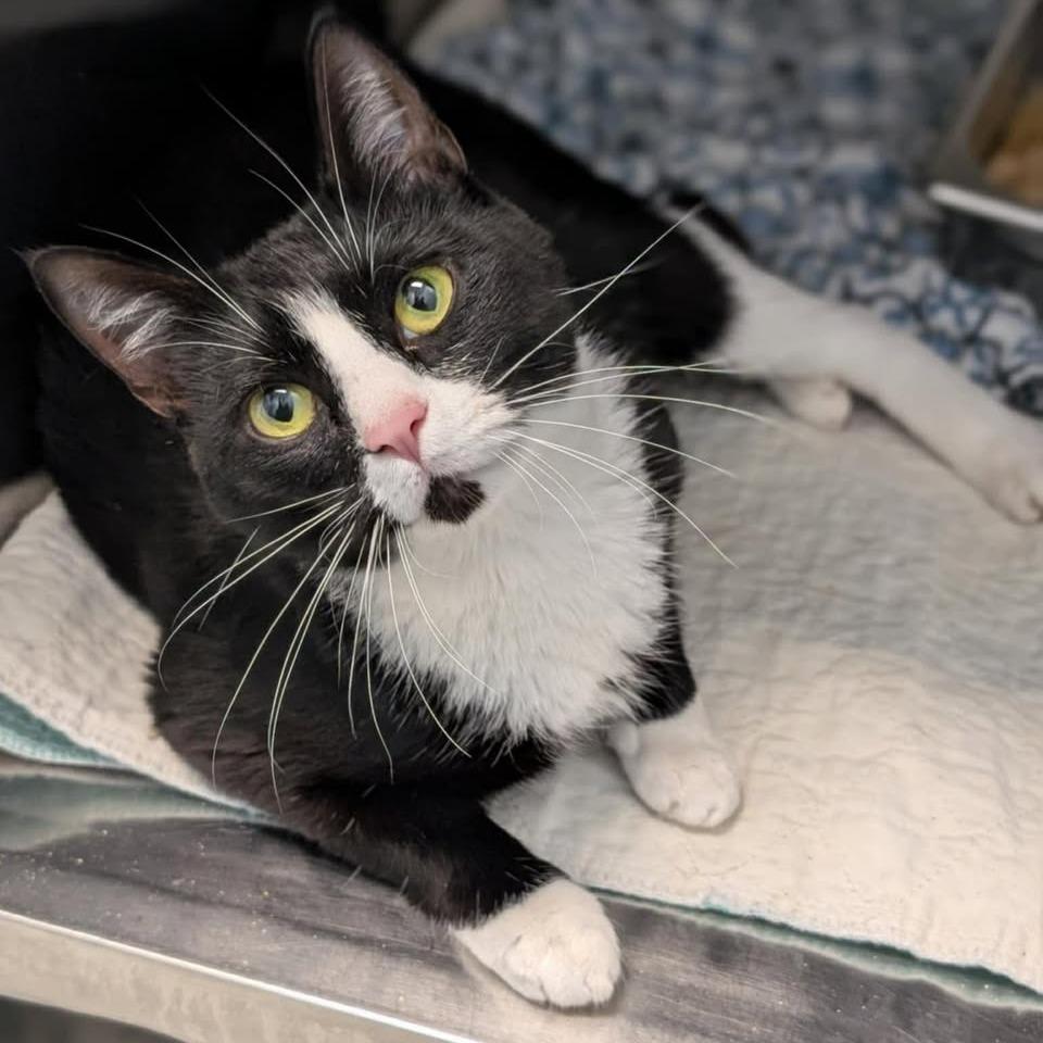Audrey Hepburn, a Adoptable Domestic Short Hair in Madison, WI image 1/4