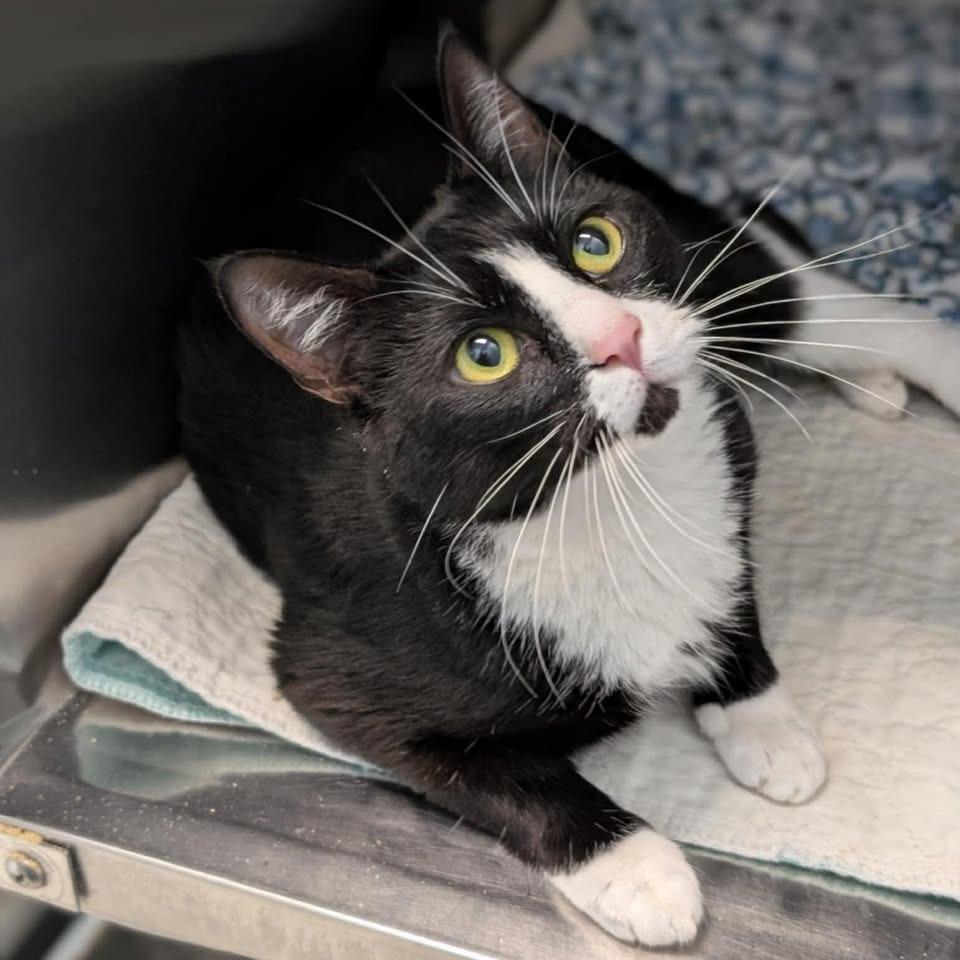 Audrey Hepburn, a Adoptable Domestic Short Hair in Madison, WI image 2/4