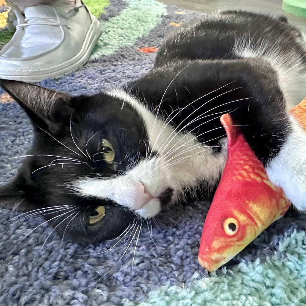 Audrey Hepburn, a Adoptable Domestic Short Hair in Madison, WI image 3/4