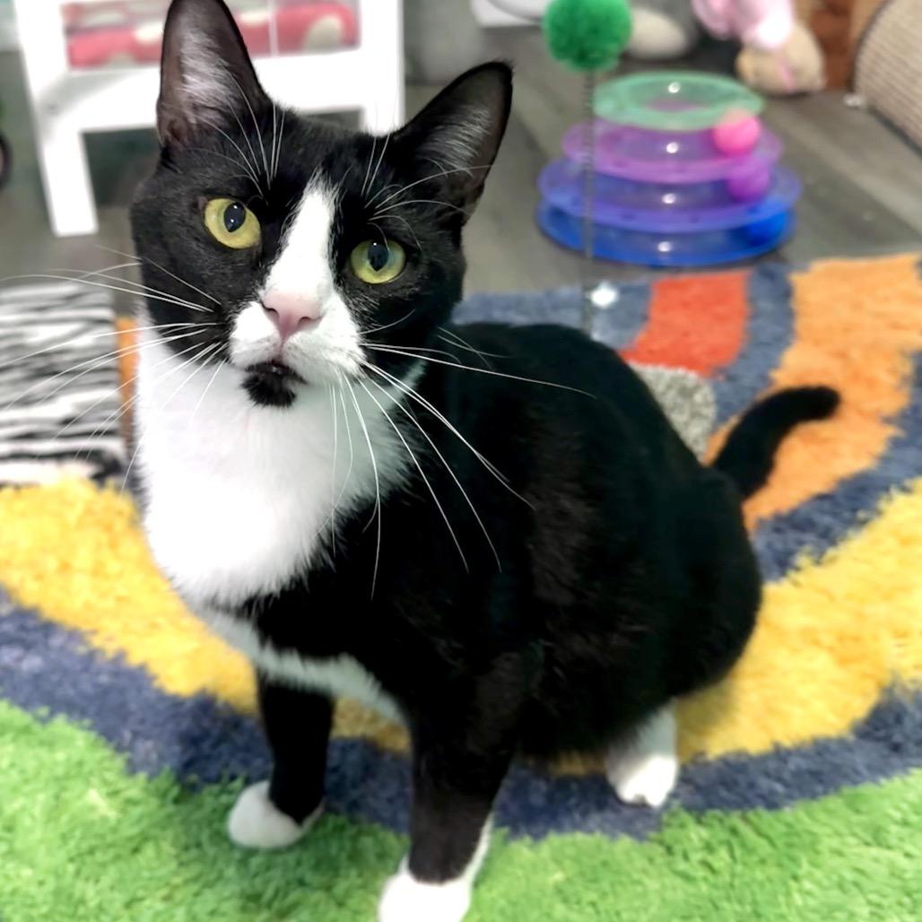 Audrey Hepburn, a Adoptable Domestic Short Hair in Madison, WI image 4/4