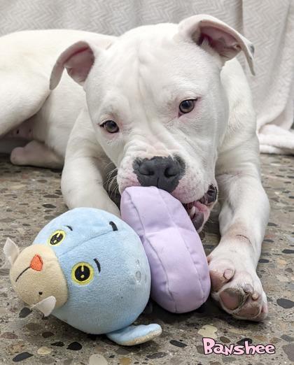Barnstorming Banshee (in foster), Adoptable, Adult Female Pit Bull Terrier & Mixed Breed.