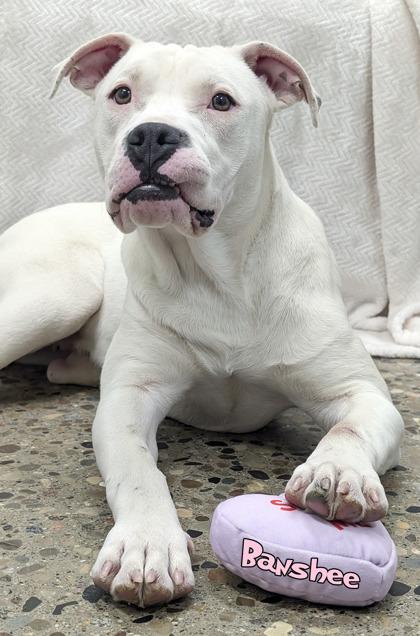 Enlarge Barnstorming Banshee (in foster), a Adoptable mixed breed in Mason, MI image 2/3