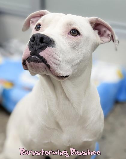 Enlarge Barnstorming Banshee (in foster), a Adoptable mixed breed in Mason, MI image 3/3