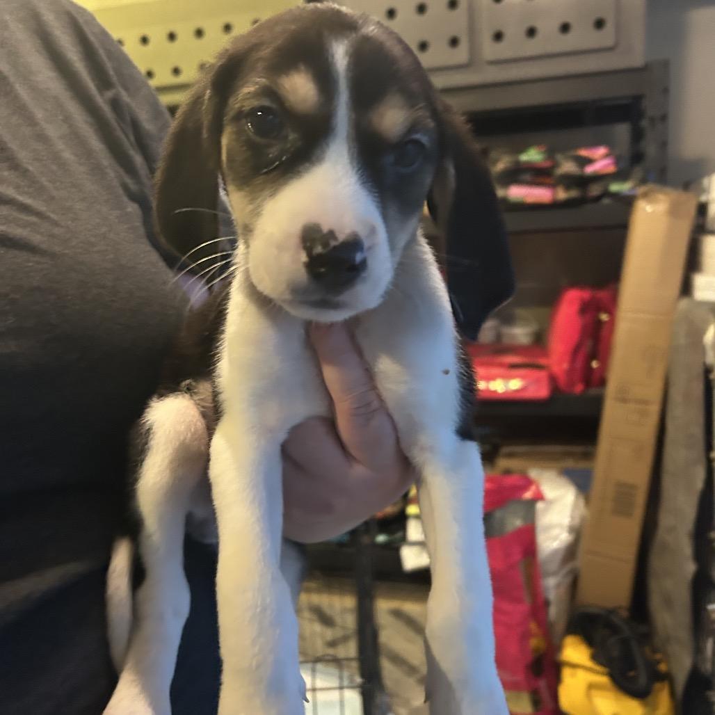 Enlarge Chris, a Adoptable mixed breed in Phoenix, MD image 1/2