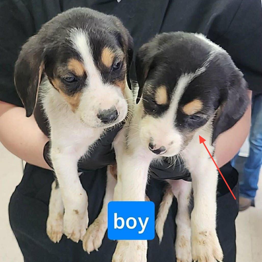 Enlarge Chris, a Adoptable mixed breed in Phoenix, MD image 2/2