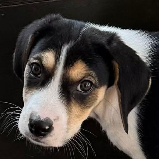 Enlarge Chris, a Adoptable mixed breed in Phoenix, MD image 3/3