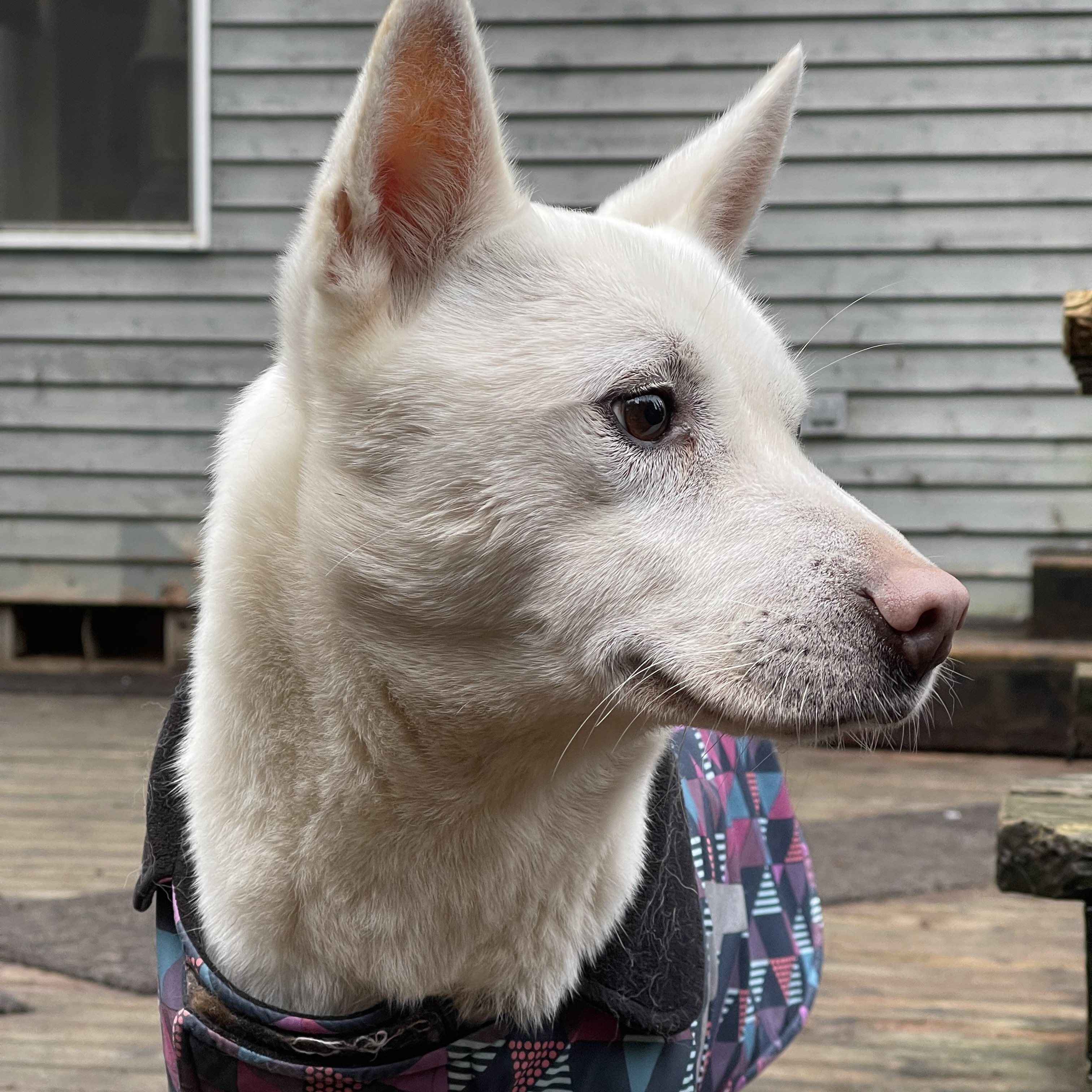 Nick, an adoptable Jindo, Mixed Breed in Woodinville, WA, 98077 | Photo Image 5