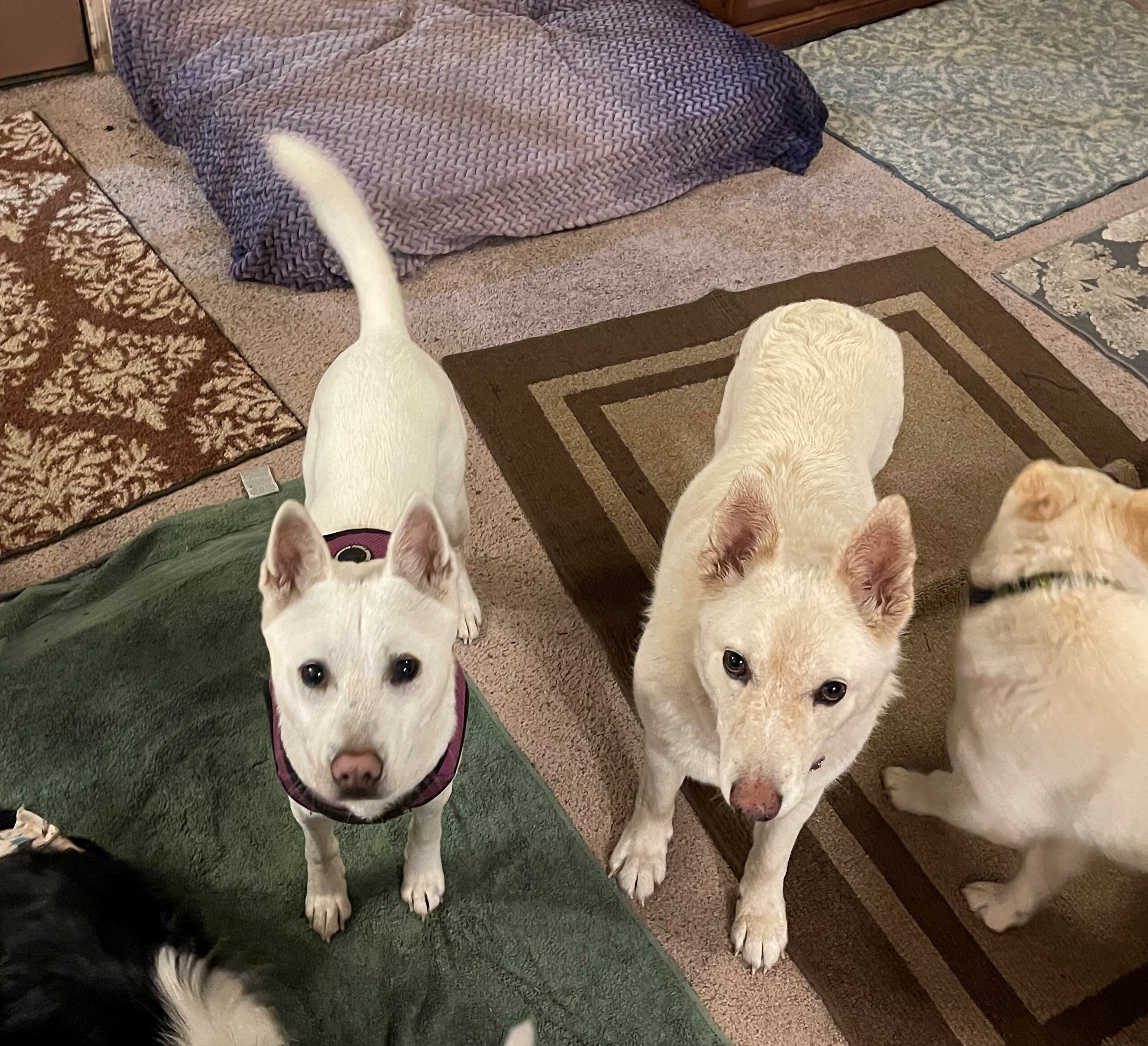 Nick, a Adoptable mixed breed in Woodinville, WA image 2/11