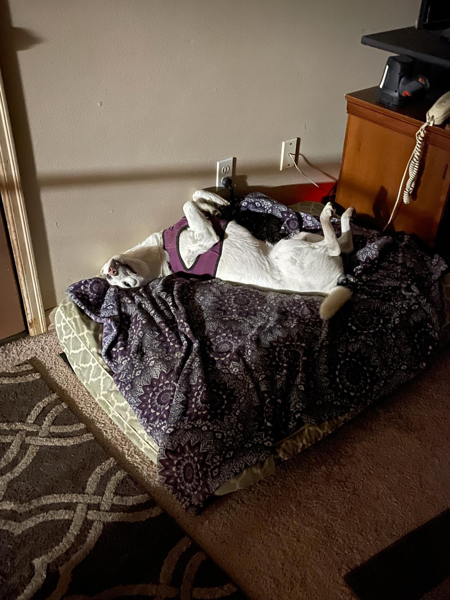 Nick, a Adoptable mixed breed in Woodinville, WA image 3/11