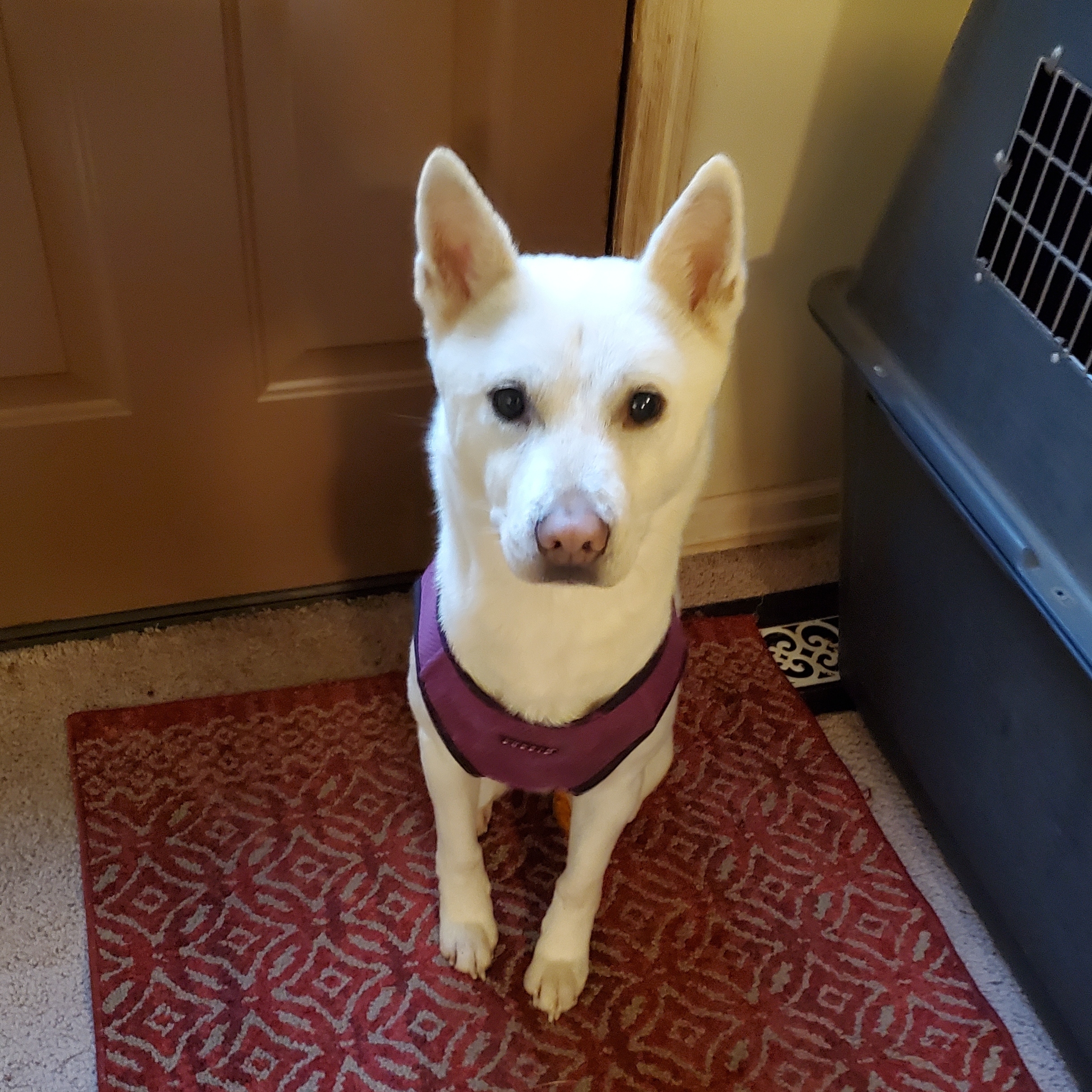 Nick, a Adoptable mixed breed in Woodinville, WA image 5/11