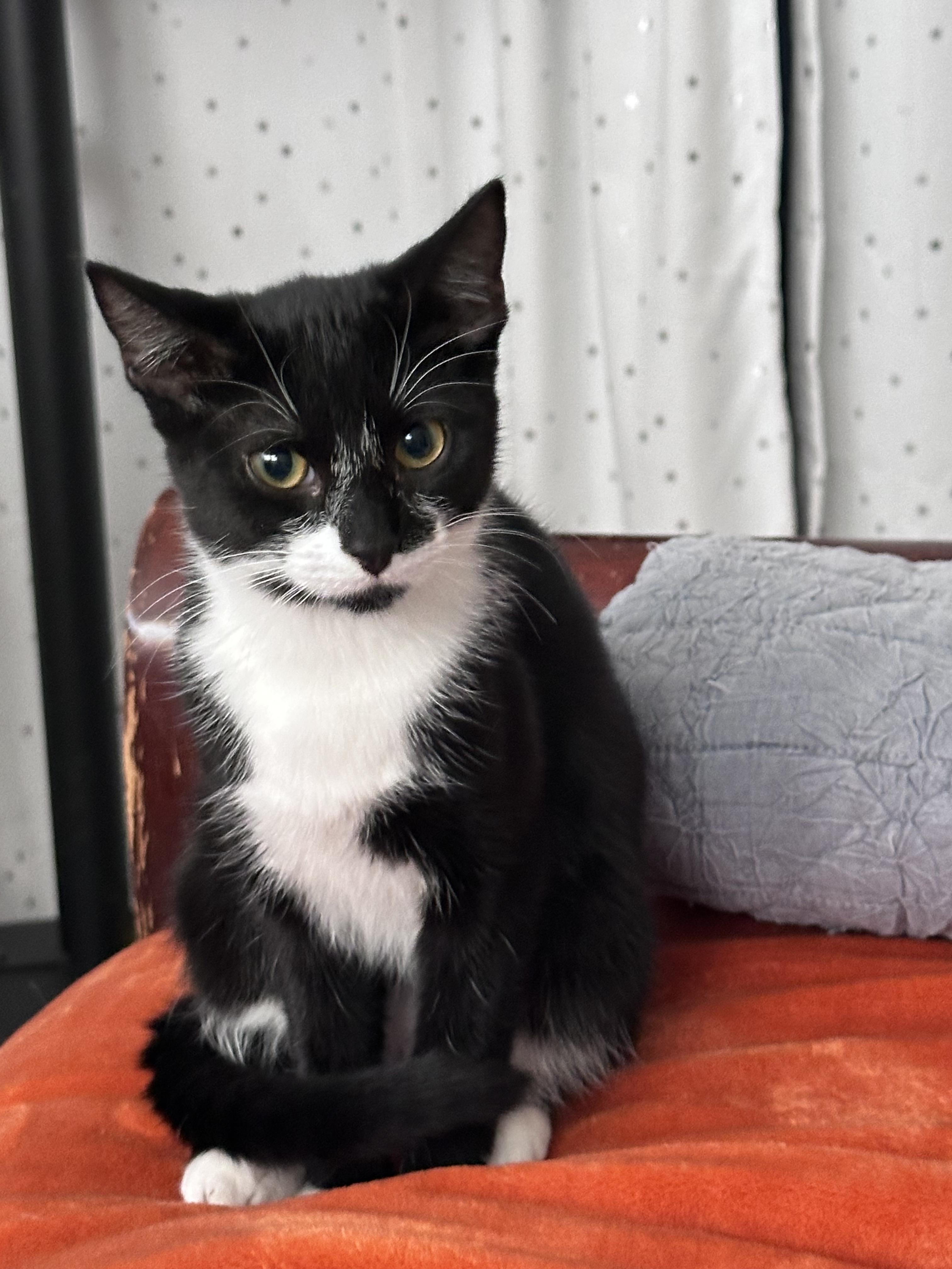 Blondie, Adoptable, Kitten Female Domestic Short Hair.