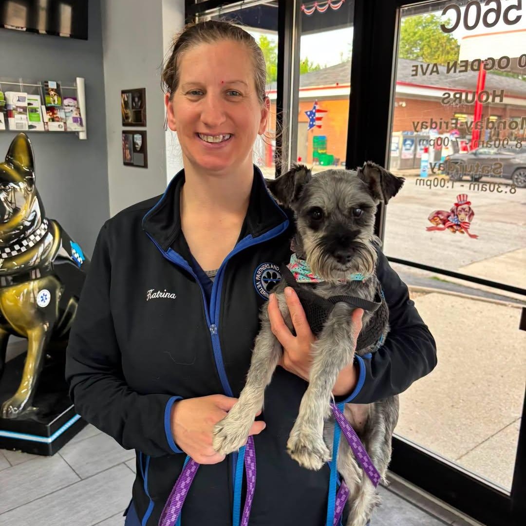 Enlarge Amora (foster me), a ADOPTABLE Miniature Schnauzer in Homer Glen, IL image 1/1