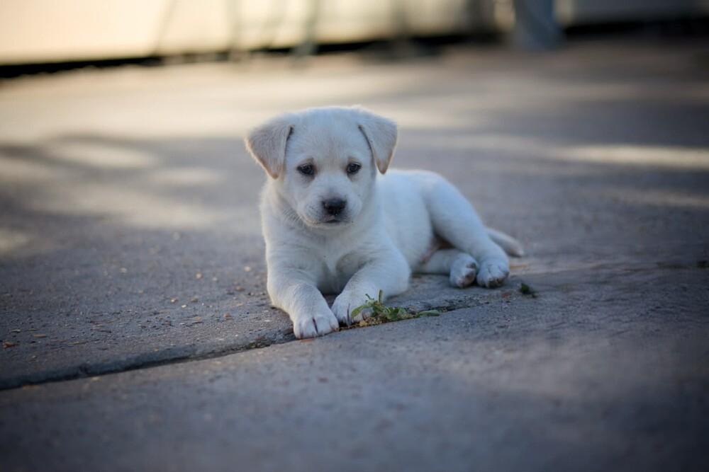 Leo Cute, a Adoptable mixed breed in Saugus, MA image 1/6