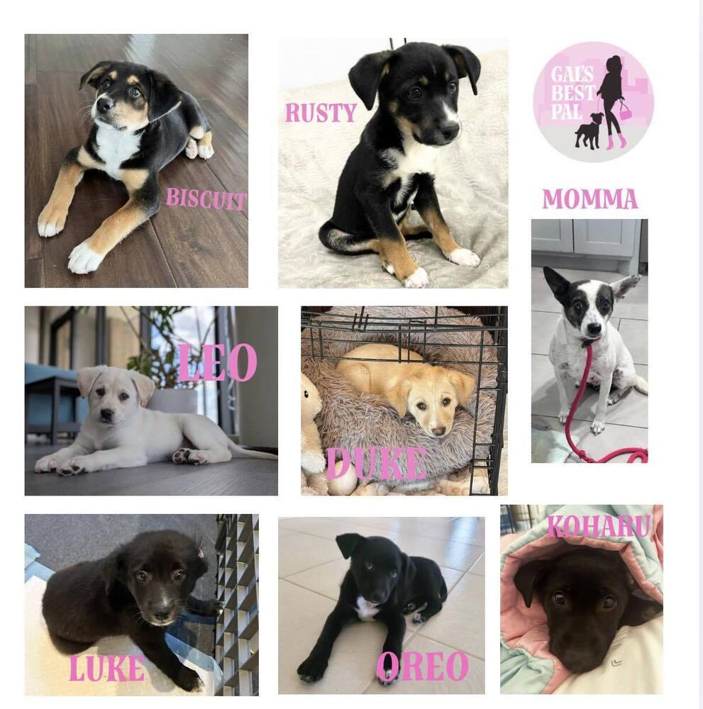 Leo Cute, a Adoptable mixed breed in Saugus, MA image 2/6