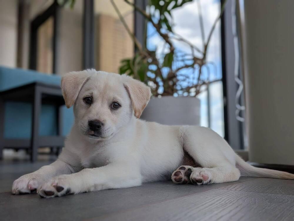 Leo Cute, a Adoptable mixed breed in Saugus, MA image 4/6