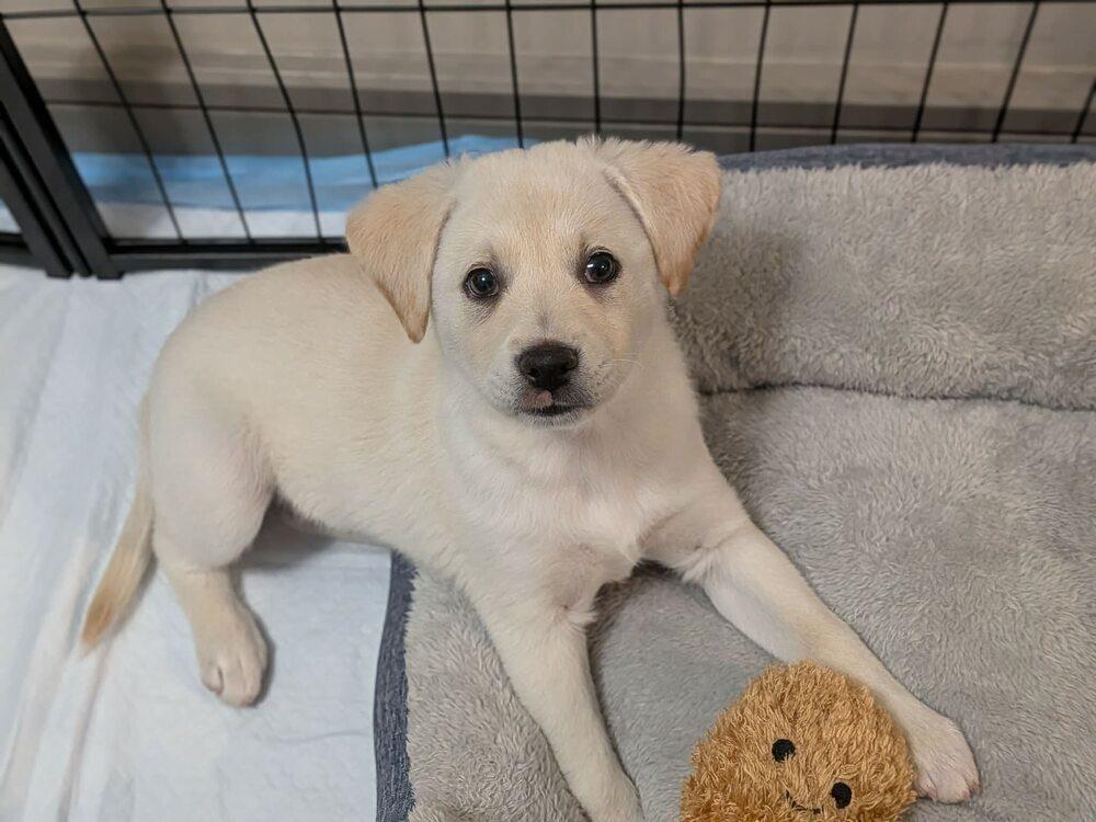 Leo Cute, a Adoptable mixed breed in Saugus, MA image 5/6