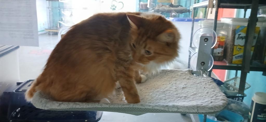 Biscuit, Adoptable, Adult Male Domestic Medium Hair.