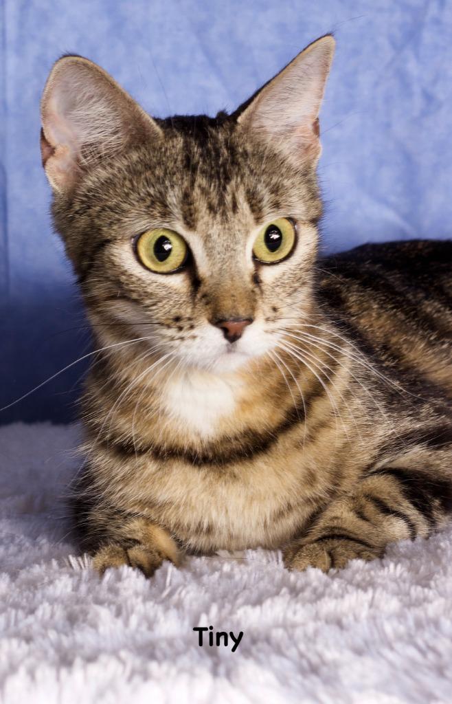 Enlarge Tiny, a Adoptable mixed breed in Gilbert, AZ image 1/1