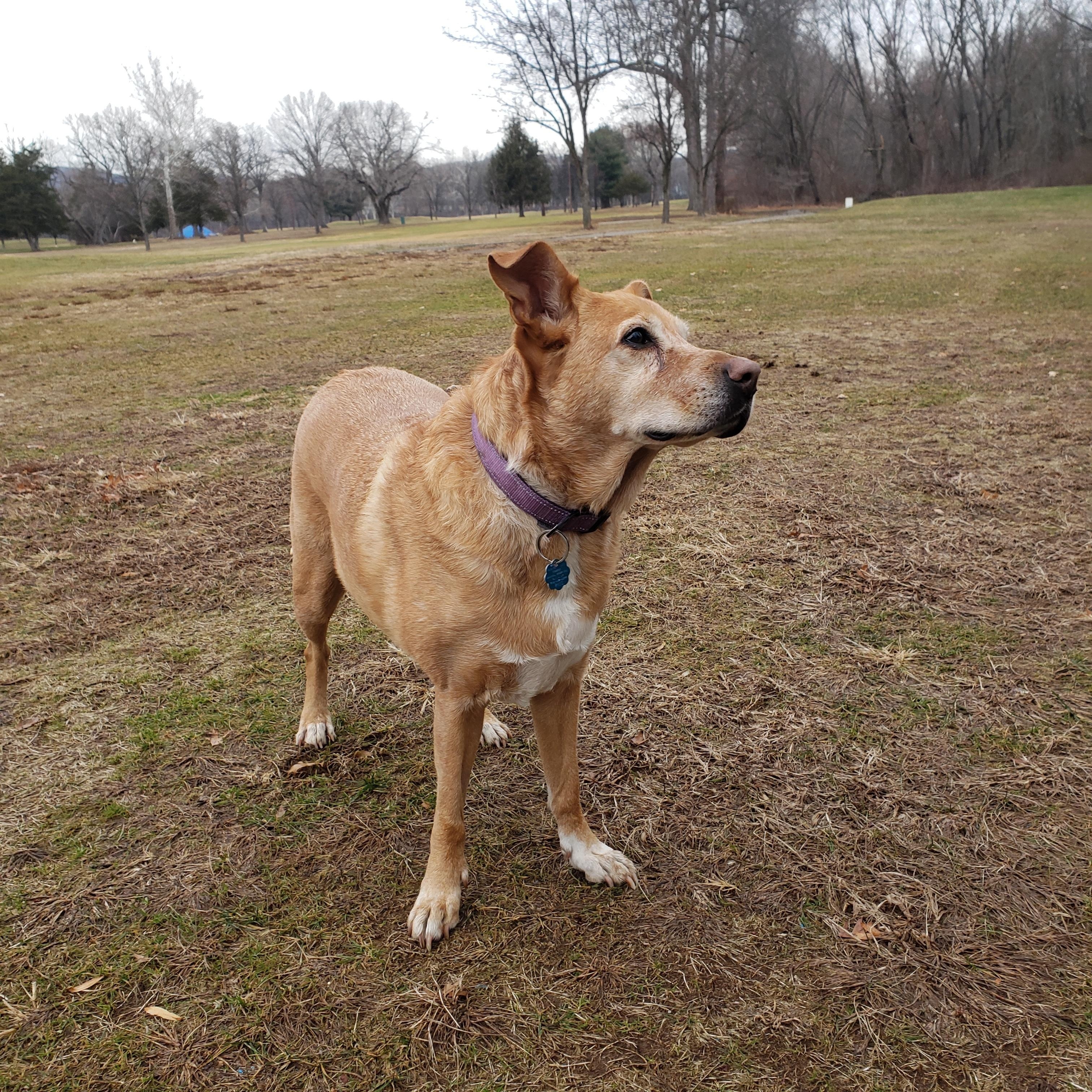 Enlarge Daisy, a ADOPTABLE mixed breed in Randolph, NJ image 4/6