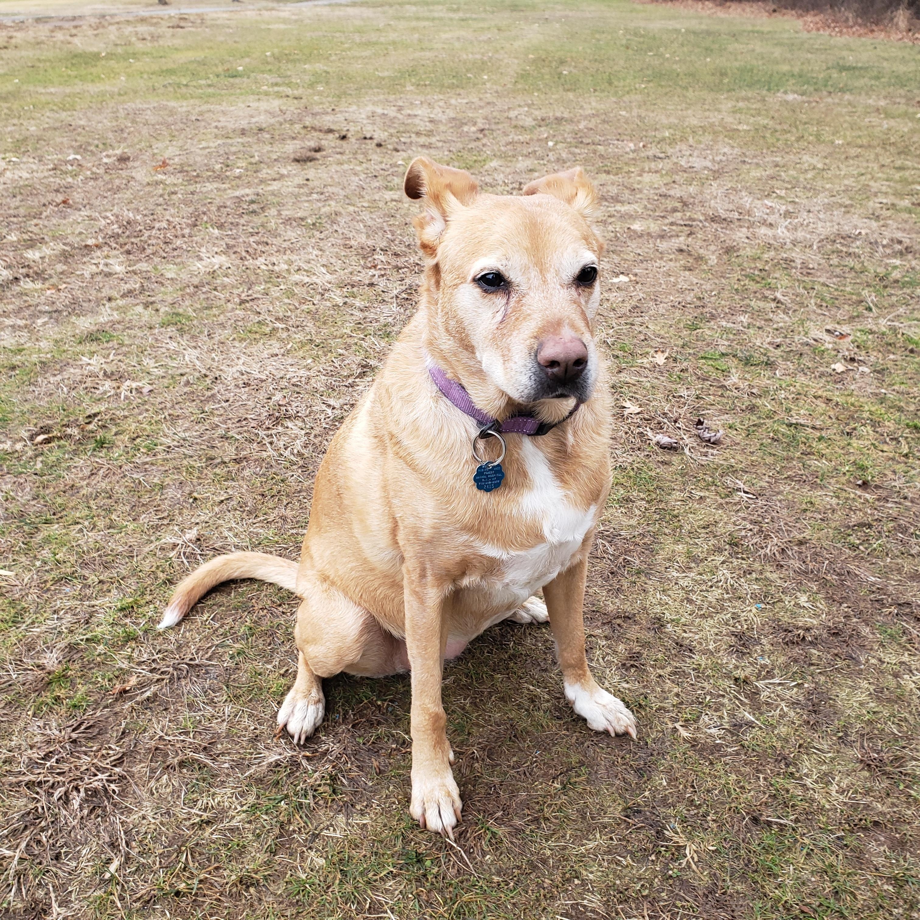 Enlarge Daisy, a ADOPTABLE mixed breed in Randolph, NJ image 1/6