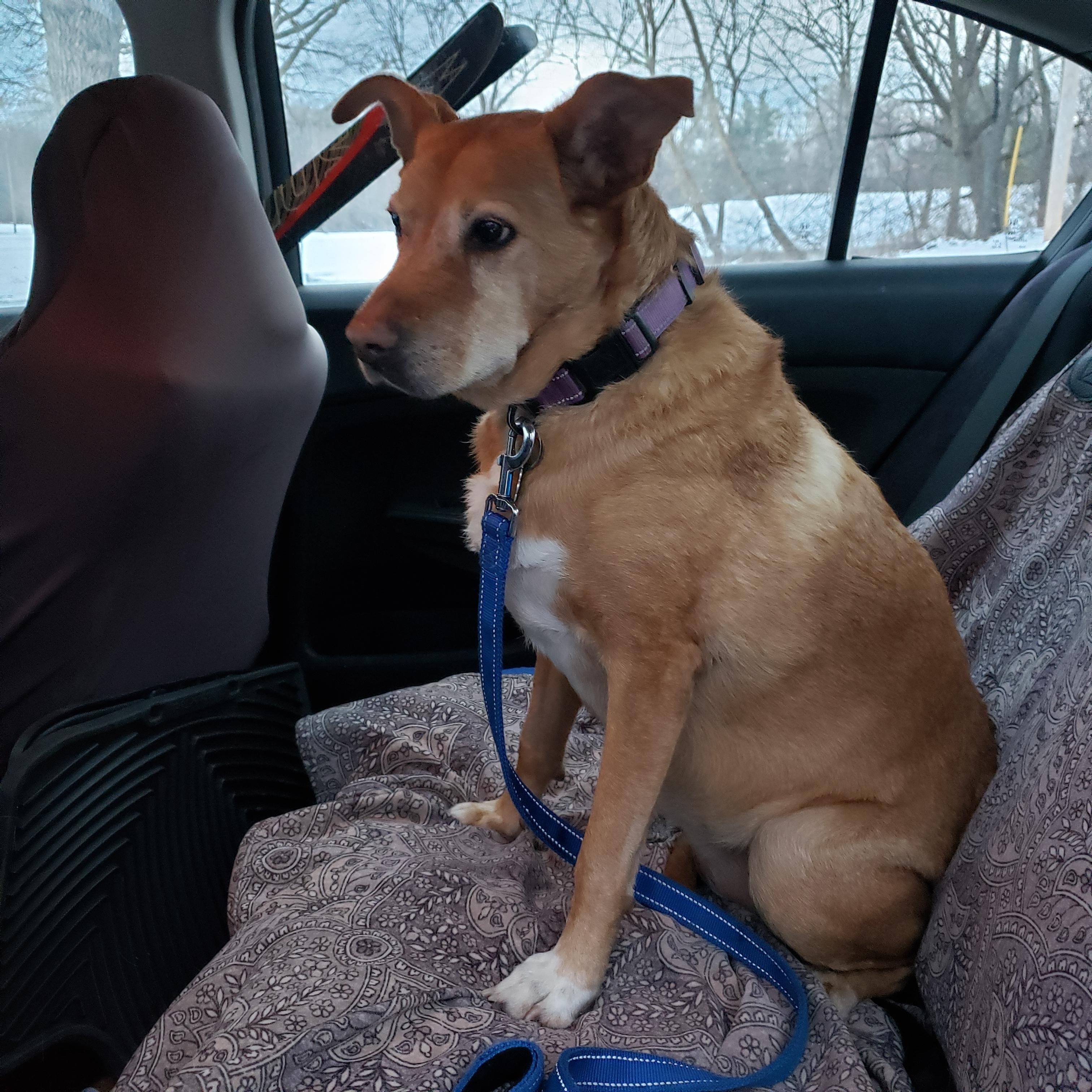 Enlarge Daisy, a ADOPTABLE mixed breed in Randolph, NJ image 5/6