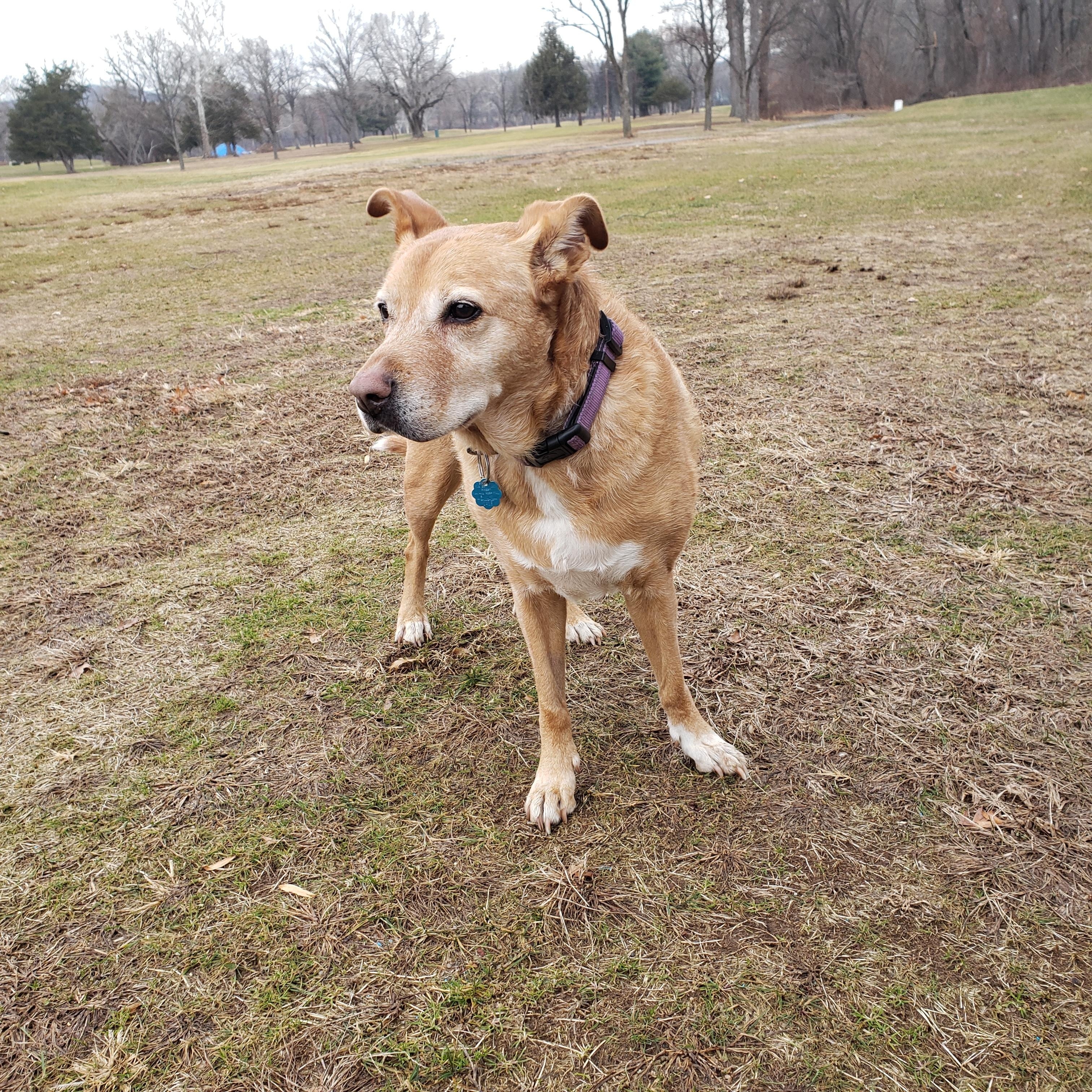 Enlarge Daisy, a ADOPTABLE mixed breed in Randolph, NJ image 3/6