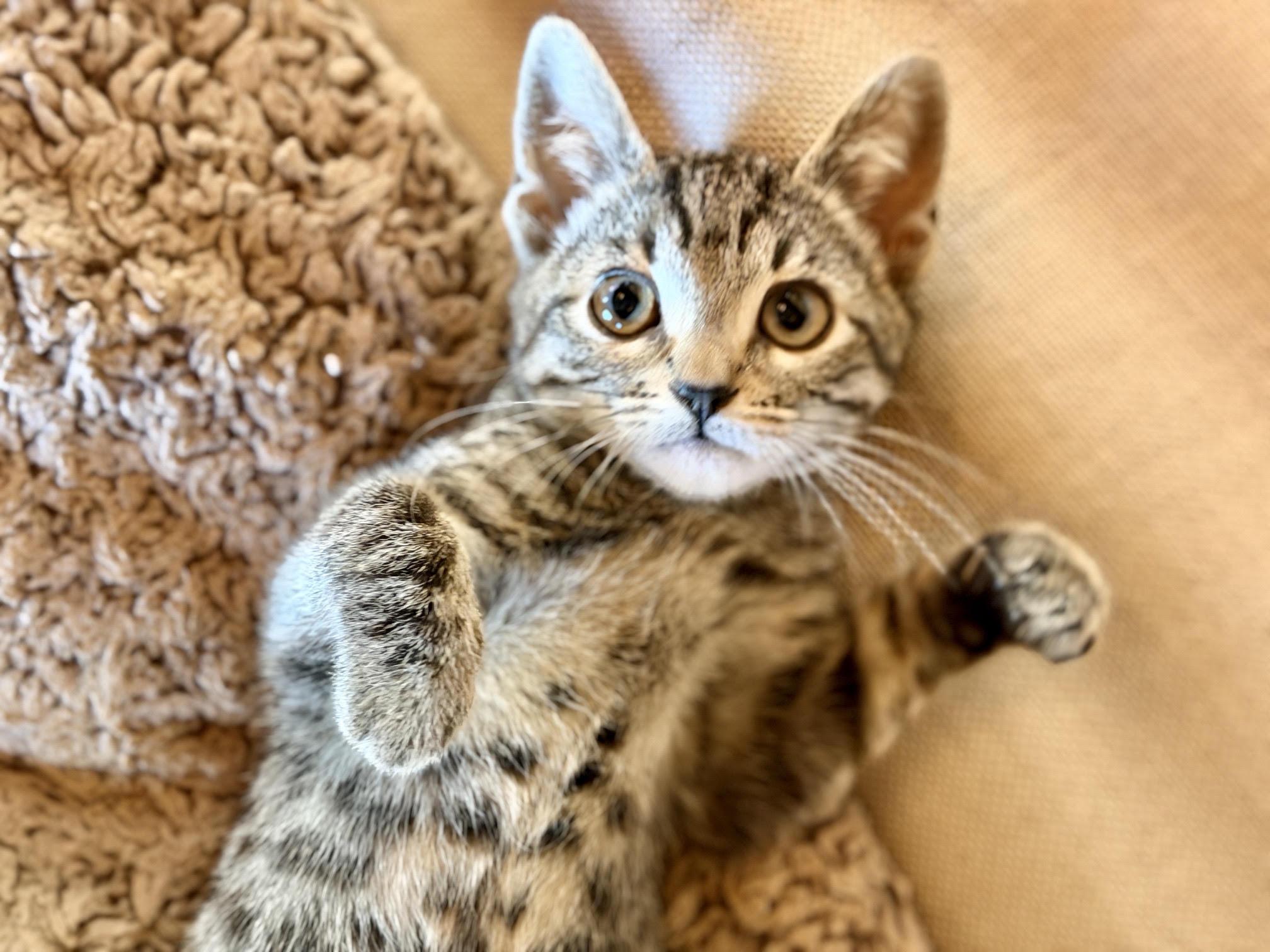 Shag, an adopted Domestic Short Hair in Los Angeles, CA image 2/6
